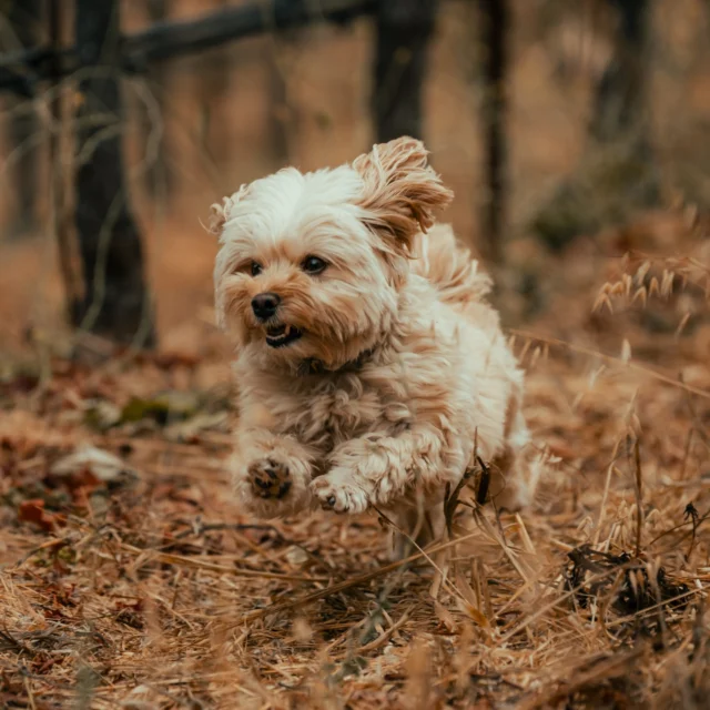 It's Nicky's world... we are just making wine in it ;) A little slide show of a typical day in her life! #winedogs #winedogsofinstagram #winedogsofnapa