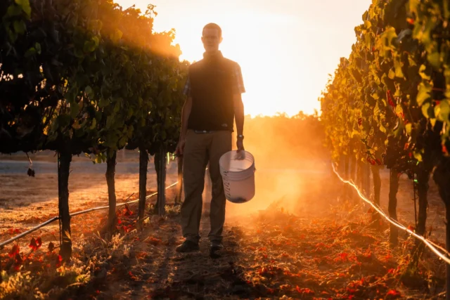 Tom and the team were out sampling fruit a couple of weeks ago, making sure everything was perfect as we prepared for the start of harvest season..