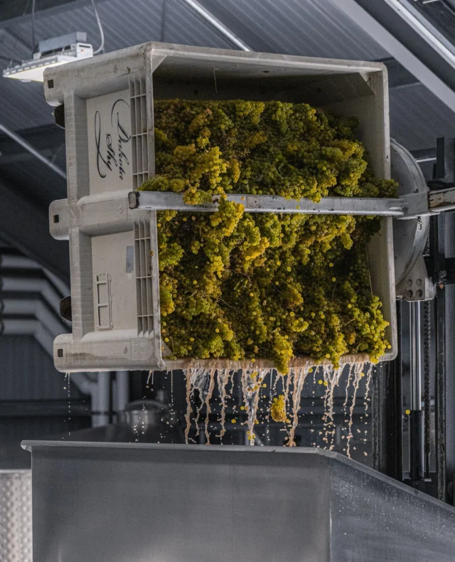 Our Sauvignon Blanc grapes being processed a week ago, with the watchful eyes of Zen master Tom ensuring every step is perfect. The craftsmanship behind each bottle starts here.