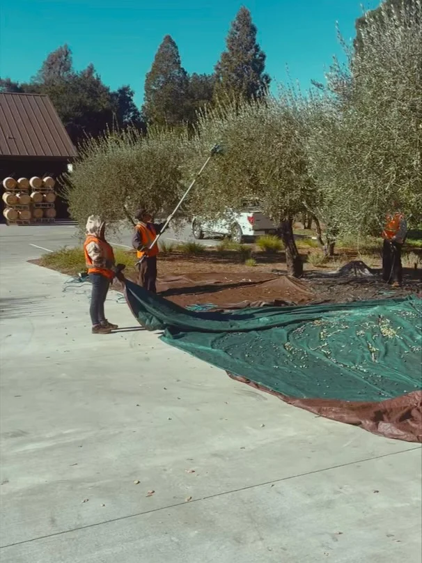 While the cellar hums with the rhythm of grape harvest, another crop quietly reaches its peak on the property. The olive trees surrounding Dakota Shy are ready for their own harvest. Nets are down, branches are shaking, and the fruit that will become our estate olive oil begins its journey. A lesser-known part of life here at Dakota Shy—but one we take just as much pride in. 🌿✨#DakotaShy #NapaValley #OliveHarvest #EstateGrown #NapaLife #WineryLife