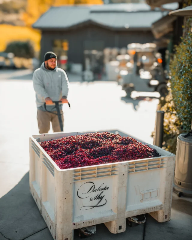 Moving freshly dug-out skins from tank to press — transforming fruit into Dakota Shy wine.⁠
⁠
#DakotaShy #Harvest2025 #NapaValley #Winemaking #CellarLife #NapaHarvest #WineCountry